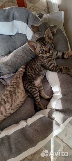 Котята девон-рекс