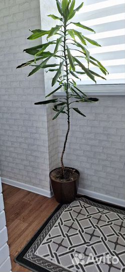 Большой комнатный цветок