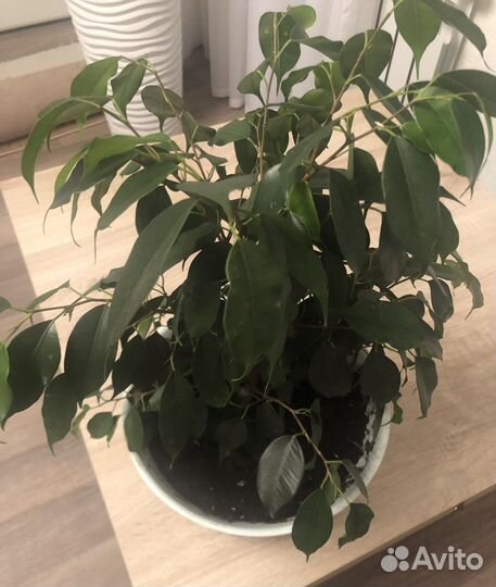 Фикус Бенджамина