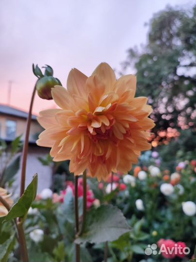 Георгины клубни