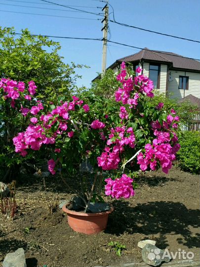 Цветы бугенвиллия