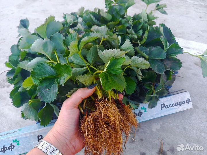 Рассада клубники. Крупная ягода