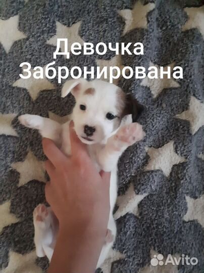 Отдам щенков