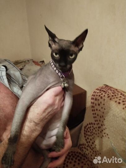 Канадский сфинкс