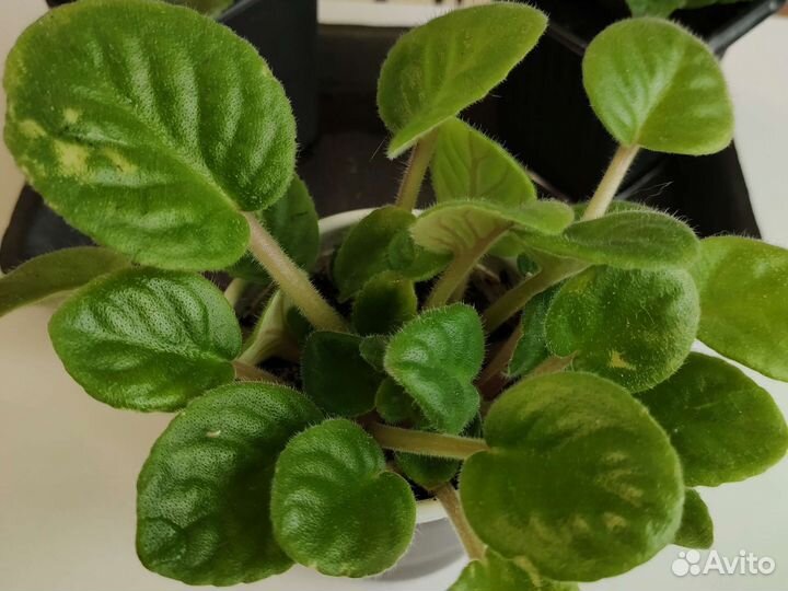 Фиалки фиолетовые(3 в 1)