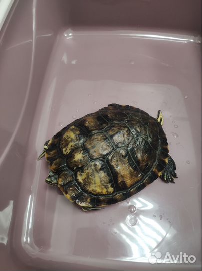 Черепаха