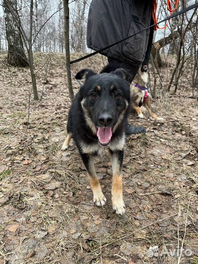 Собака в добрые руки отдам бесплатно