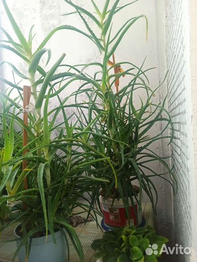 Алоэ лечебный