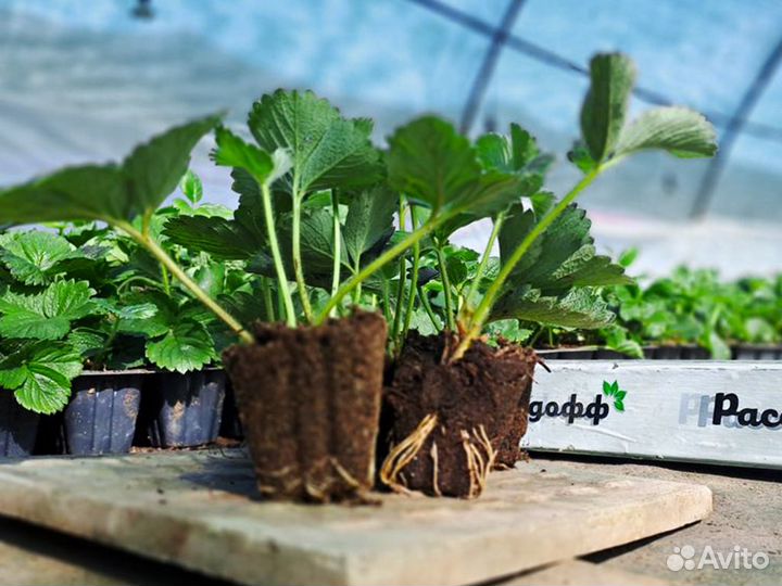 Рассада клубники. Элитные сорта