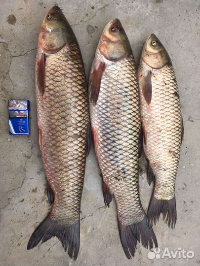 Аренда карпового кораблика. Прокат кораблика