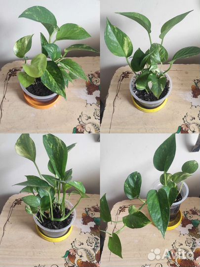 Лиана Сциндапсус