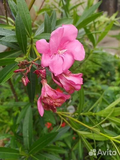 Олеандр махровый, розовый