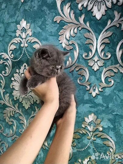 Котята породы Экзотическая Короткошерстная