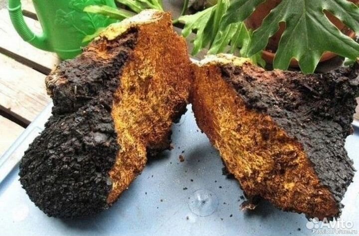 Березовый гриб чага