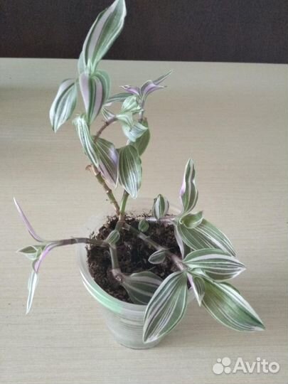 Традесканция зебрина