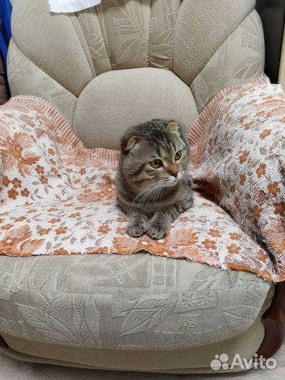 Шотландский кот