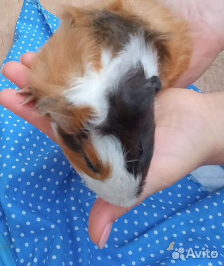 Морские свинки