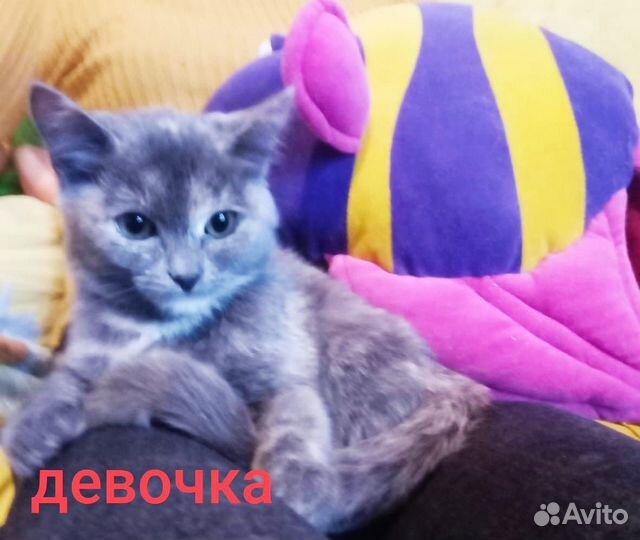 Кошечка