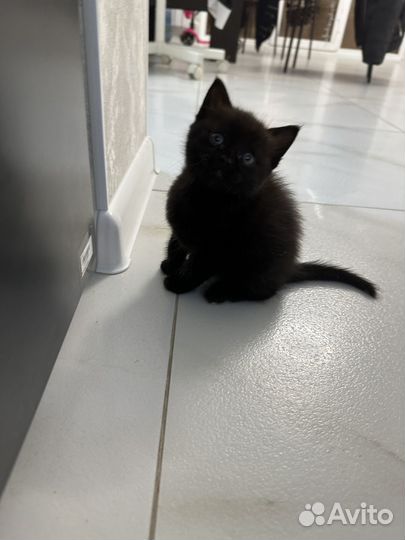 Котик