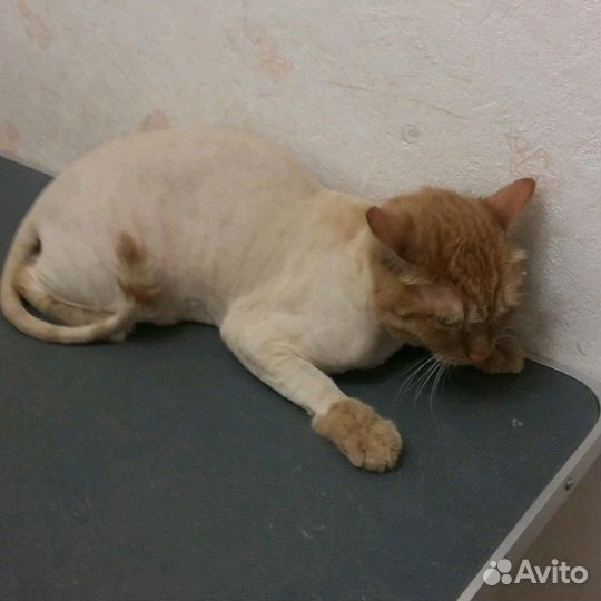 Стрижка кошек и собак. Выезд на дом