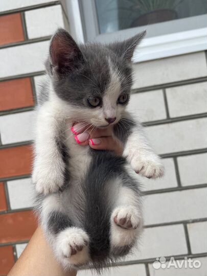 Котята в добрые руки бесплатно коты