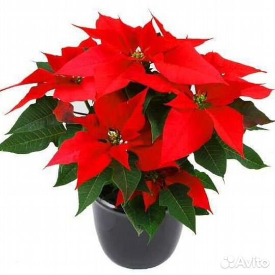 Пуансеттия оптом с доставкой в спб