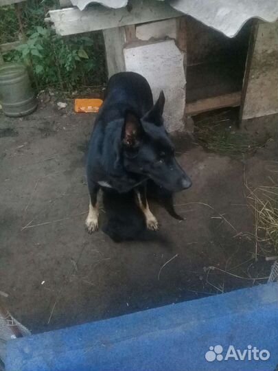 Авчарка васточни еврапецки щенки