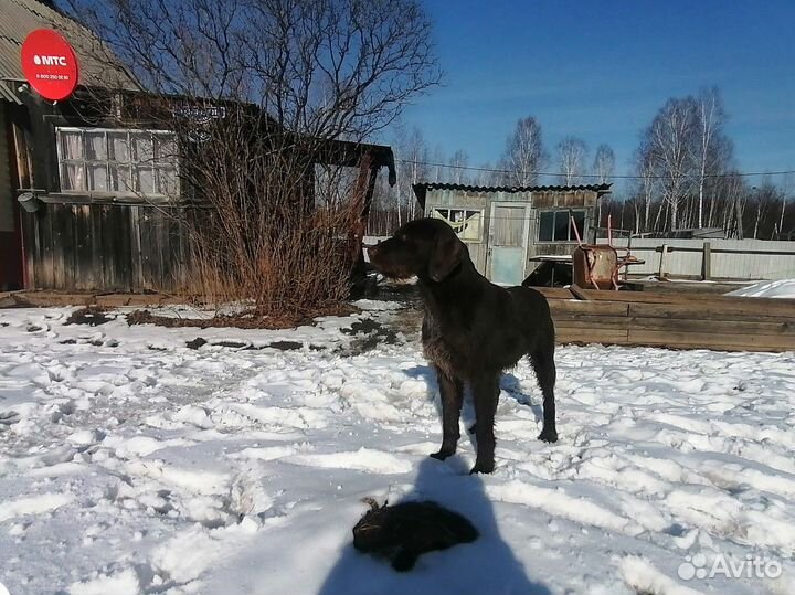 Щенки дратхаара