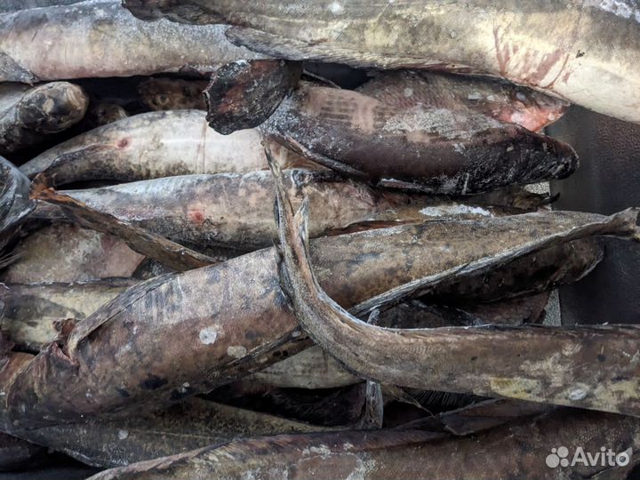 Свежая ряпушка, лещ, налим, щука, сиг, горбуша, тр