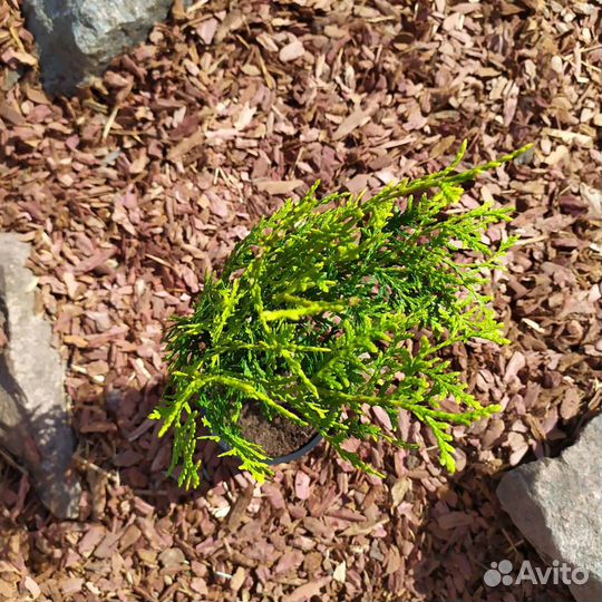 Кора лиственницы, мешок 60 литров