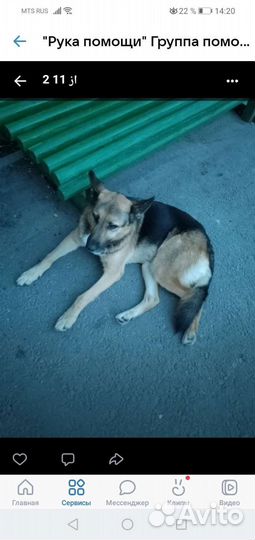 Помесь овчарки