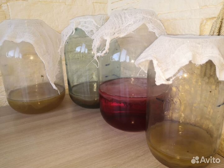 Чайный гриб комбуча для здоровья