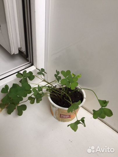 Кислица.Оксалис