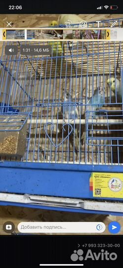 Волнистый попугай 1-2 года оптом