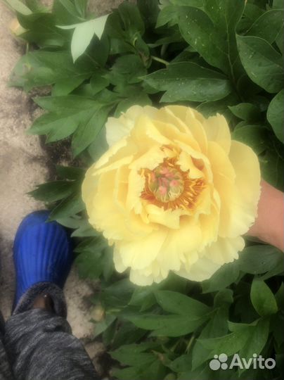 Пион бартзелла