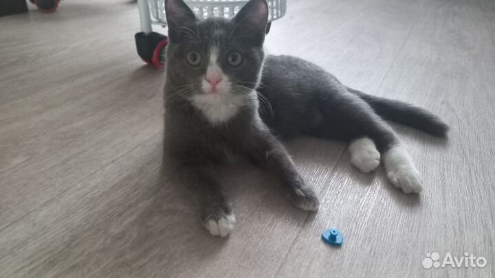 Кошка