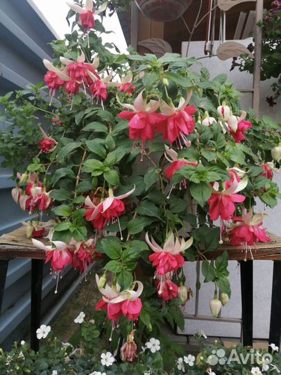 Домашние растения цветы