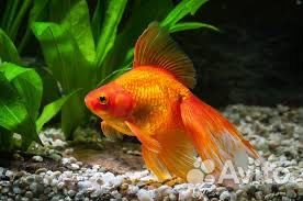 Аквариумная рыба