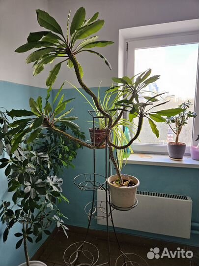 Молочай. Бронь