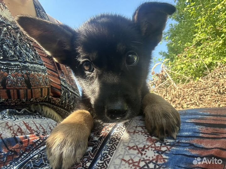 Щенок мальчик в дар (2-3 месяца)