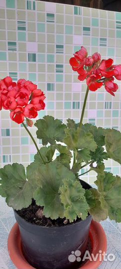 Ред-пандора,тюльпановидная пеларгония