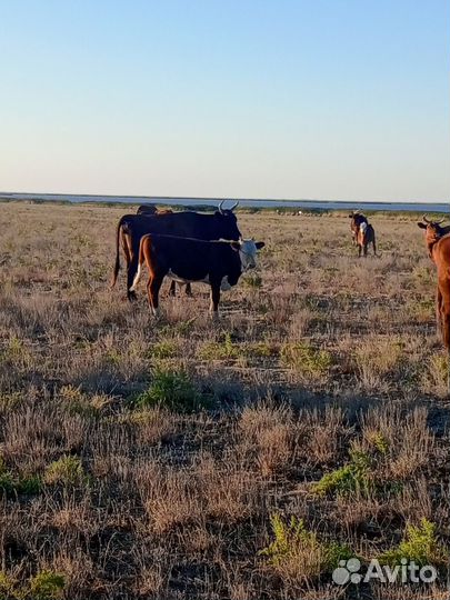 Телята бычки