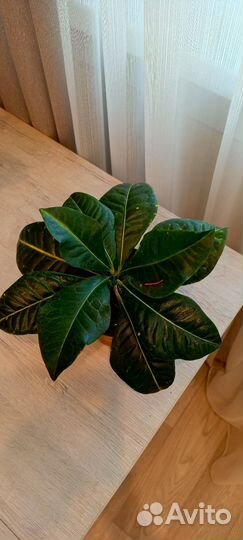 Кротон Петра