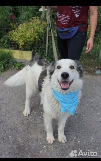 Классный пес Шмель в добрые руки