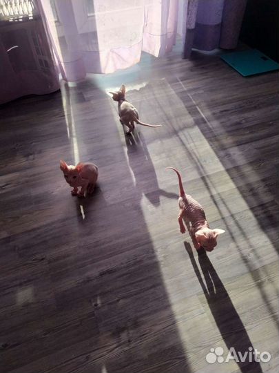 Продам котят, мальчик и девочка