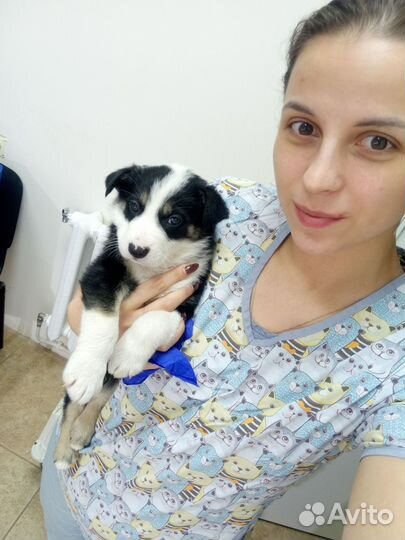 Ветеринарный врач выезд на дом