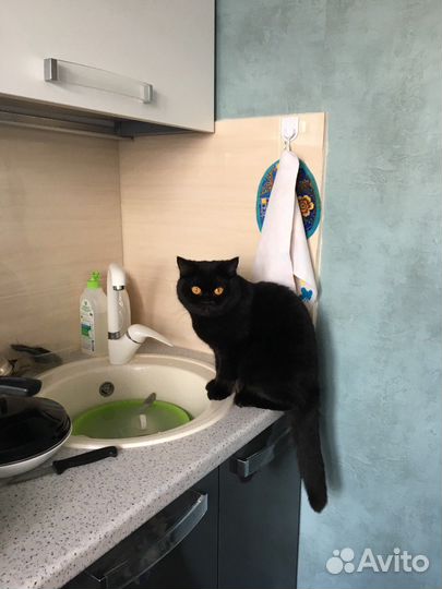 Потерялась кошка