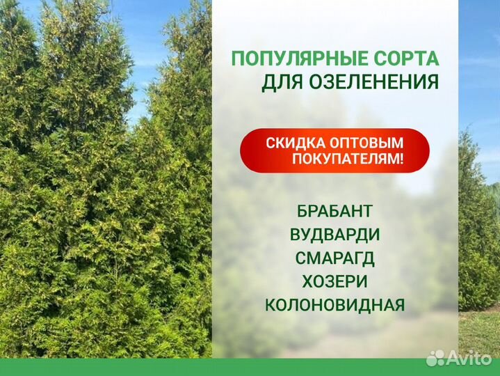 Туя брабант, вудварди, смарагд, хозери