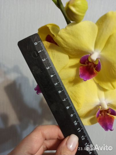 Орхидея фаленопсис, 2 ствола