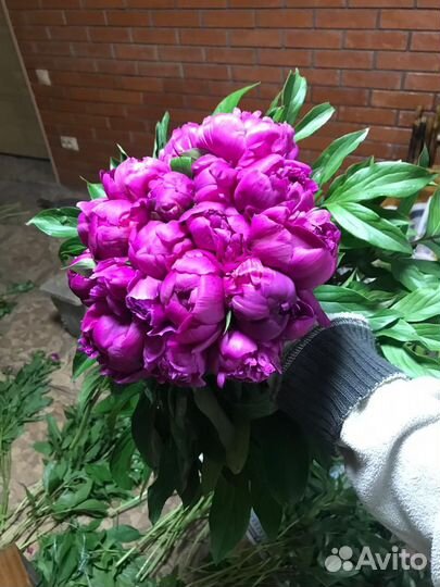 Пионы корни осень 2023